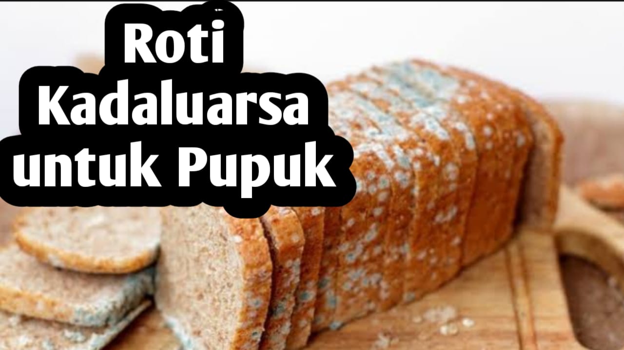 Manfaat Roti Kadaluarsa Sebagai Pupuk Organik