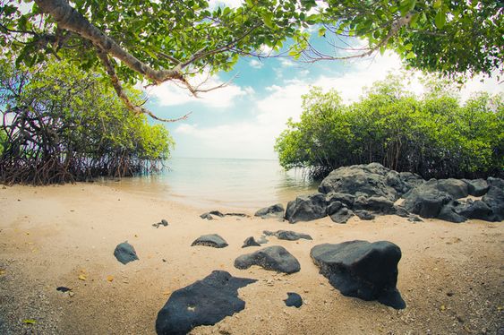 Menjelajah Pantai Bama, Destinasi Wisata di Kawasan Taman Nasional Baluran Jawa Timur 