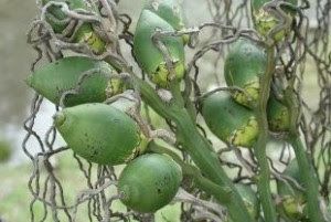 Ketahui 7 Manfaat Buah Pinang Untuk Kesehatan Tubuh