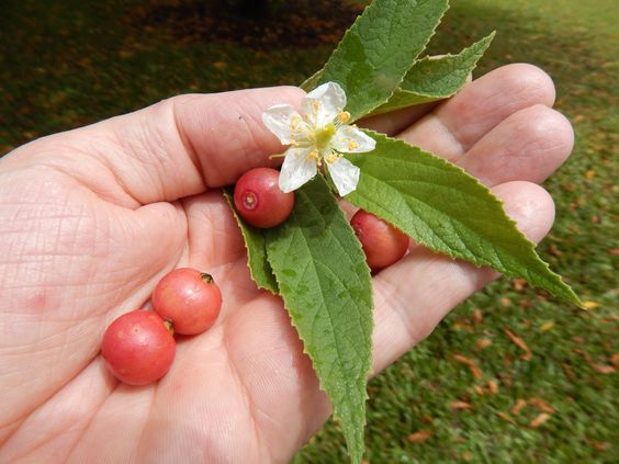 Sering Dikonsumsi Anak-anak, Inilah 9 Manfaat Buah Kersen Untuk Kesehatan 