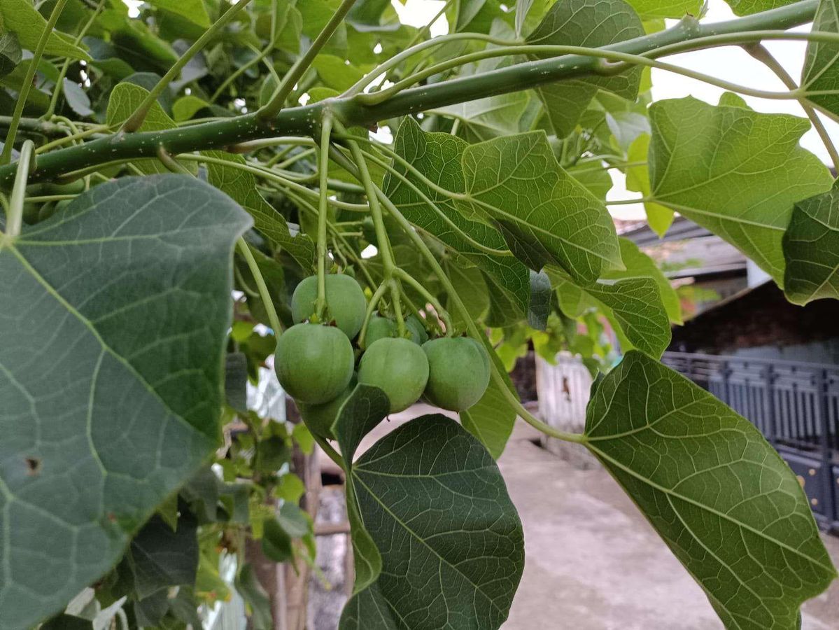 Manfaat Daun Jarak untuk Kesehatan dan Cara Mengolahnya dengan Aman