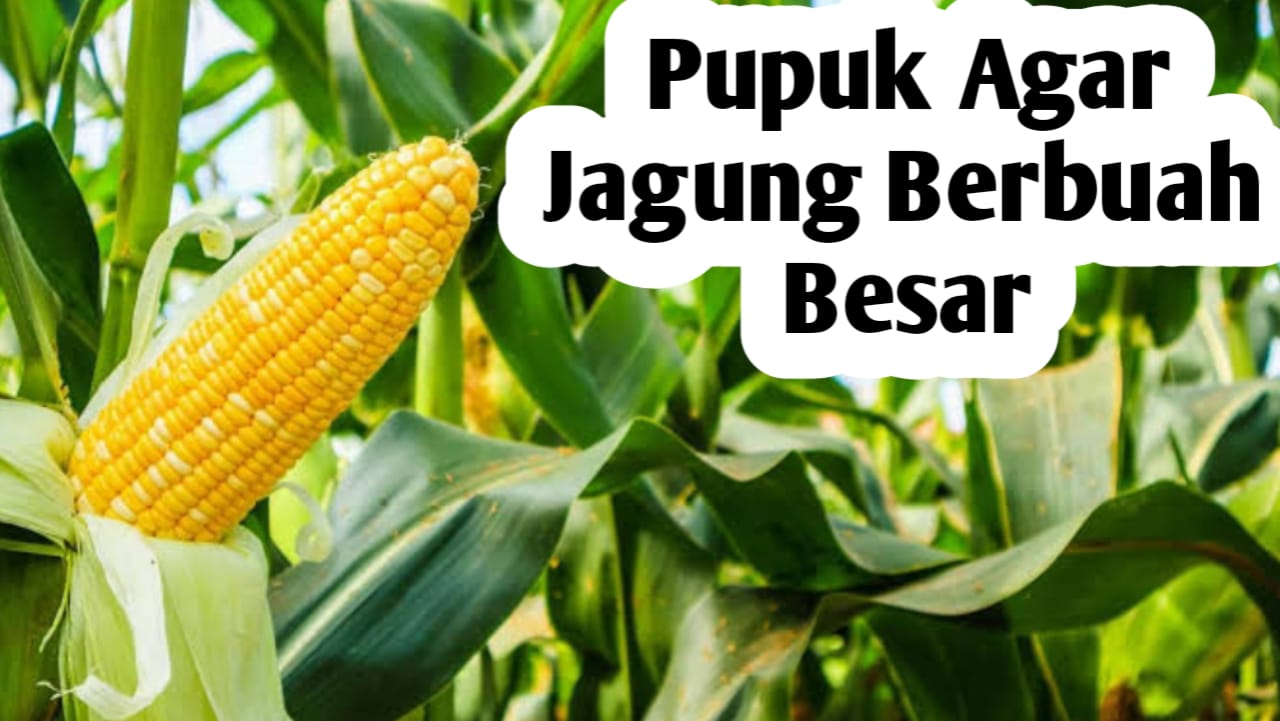 Pupuk Agar Jagung Berbuah Besar