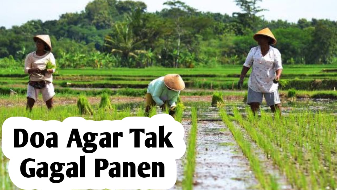 Amalan Doa untuk Para Petani, Agar Tak Gagal Panen