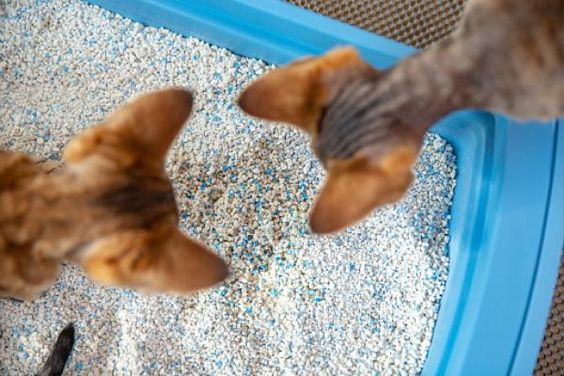 Bingung Pilih Jenis Pasir Untuk Kucing? Ini Jenis-jenis Pasir yang Bisa Digunakan 