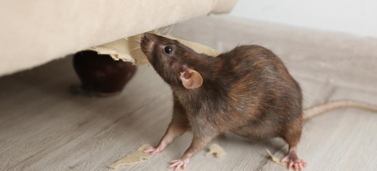 Tanpa Tinggalkan Bau Bangkai, 8 Merek Racun Tikus Ini Ampuh Basmi Tikus! 