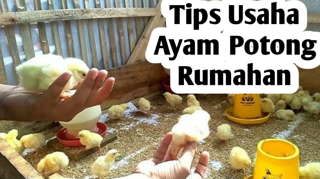 Tips Sukses Usaha Ayam Potong Skala Rumahan, Modal Kecil Dan Menguntungkan