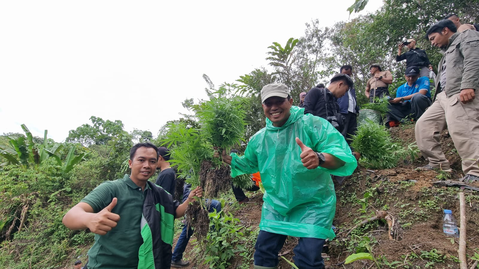 Polisi Hitung Tanaman Ganja di Kebun Kopi, Totalnya 215 Batang, Kalau Panen Bisa Segini