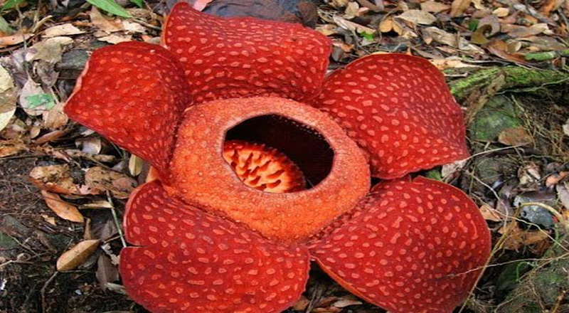 Bunga Rafflesia Arnoldi Masuk Daftar Tanaman Terancam Punah!