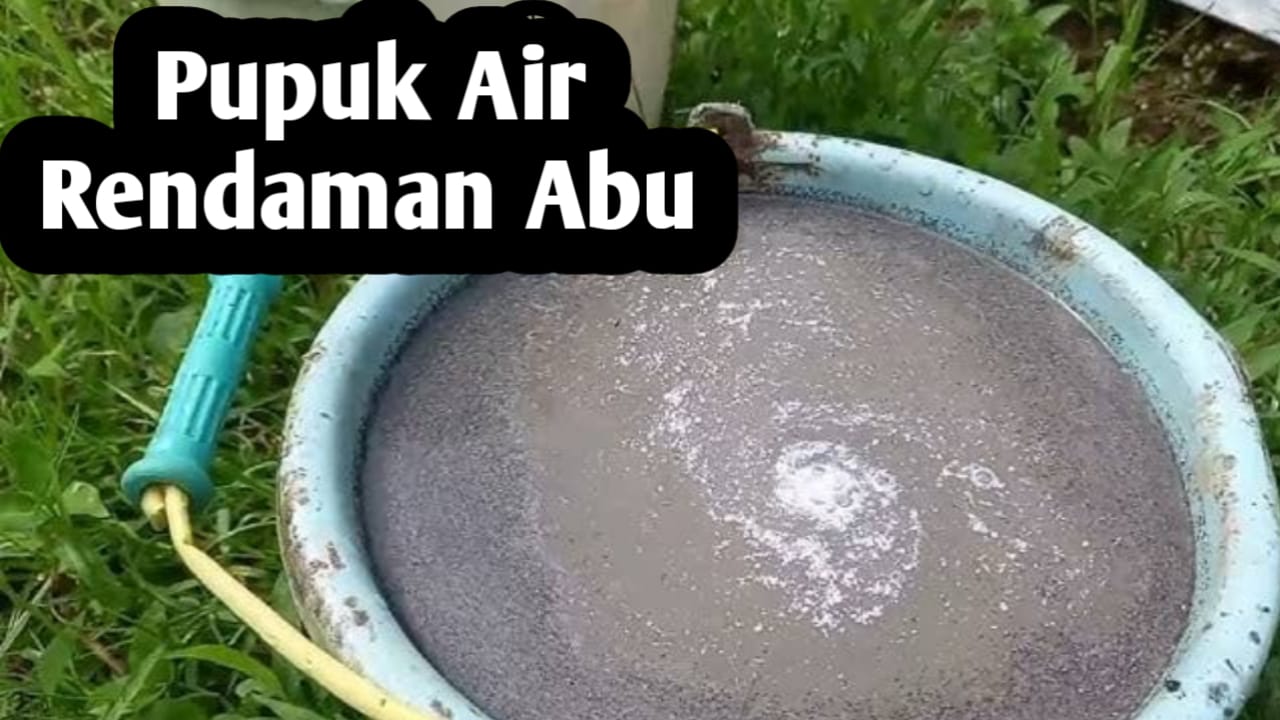 Manfaat Air Rendaman Abu, Bagus untuk Pupuk Tanaman