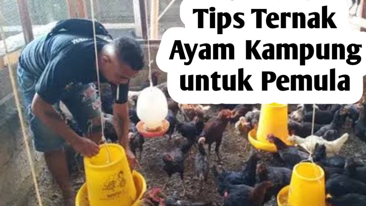 Peluang Usaha Ternak Ayam Kampung, Ini Tips Bagi Pemula