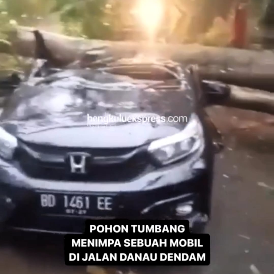 Mobil Ditimpa Pohon di Jalan Danau Dendam Tak Sudah, Kondisi 2 Penumpang Kritis 