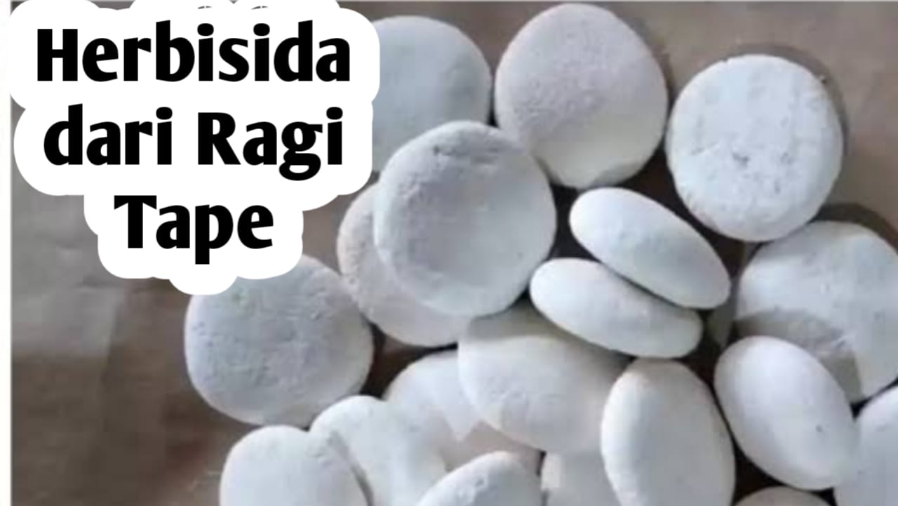 Membuat Herbisida Alami dari Ragi Tape