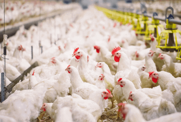 Bisa Modal Kecil, Jangan Takut Mulai Usaha Ayam Potong Kemitraan
