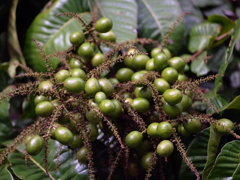 Selain Rasanya yang Manis, Ini Dia Manfaat Buah Matoa untuk Kecantikan