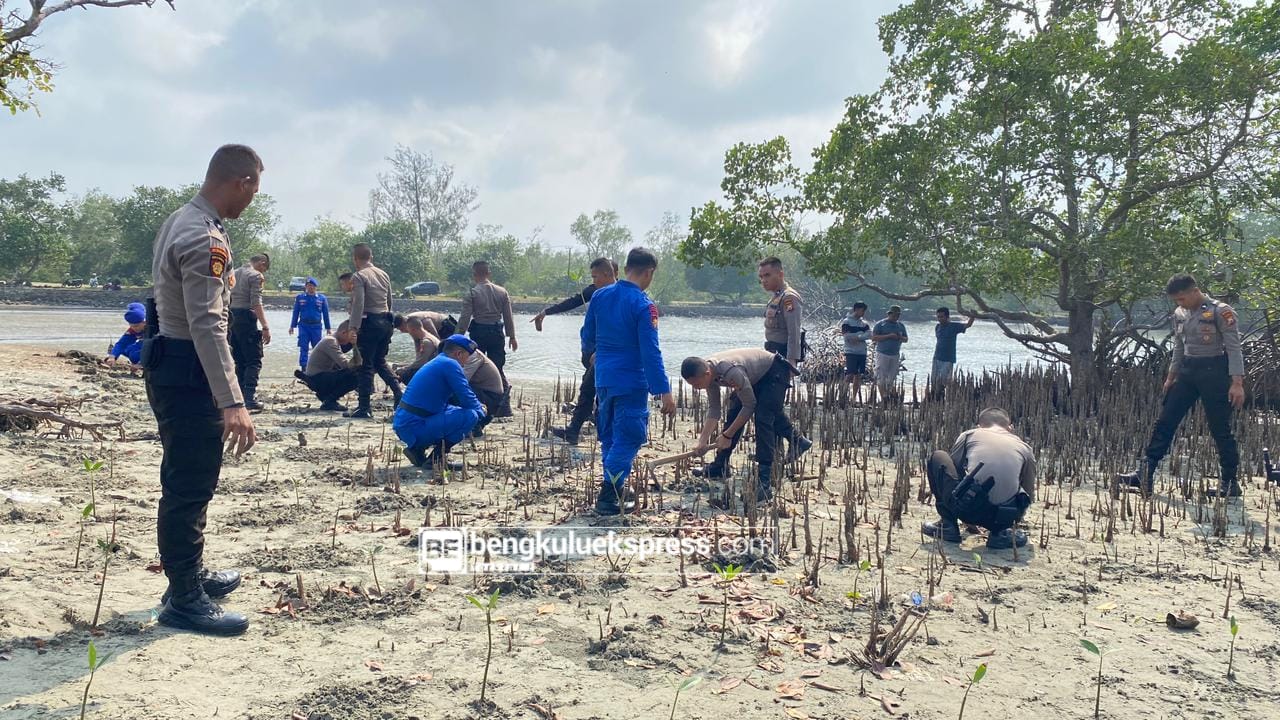 Hadang Abrasi, 2.000 Pohon Mangrove Ditanam di Pesisir Bengkulu 