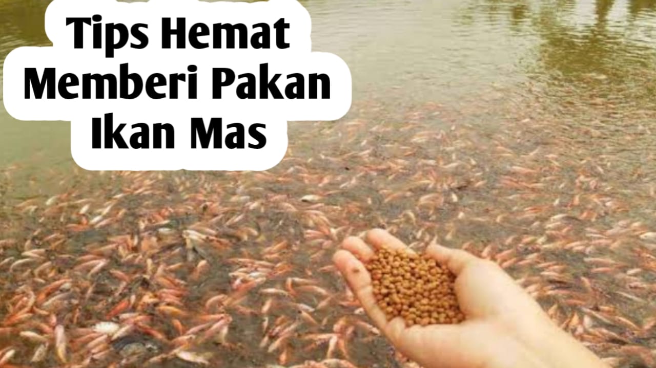 Tips Agar Hemat Dalam Memberi Pakan Ikan Mas, Ikan Cepat Besar