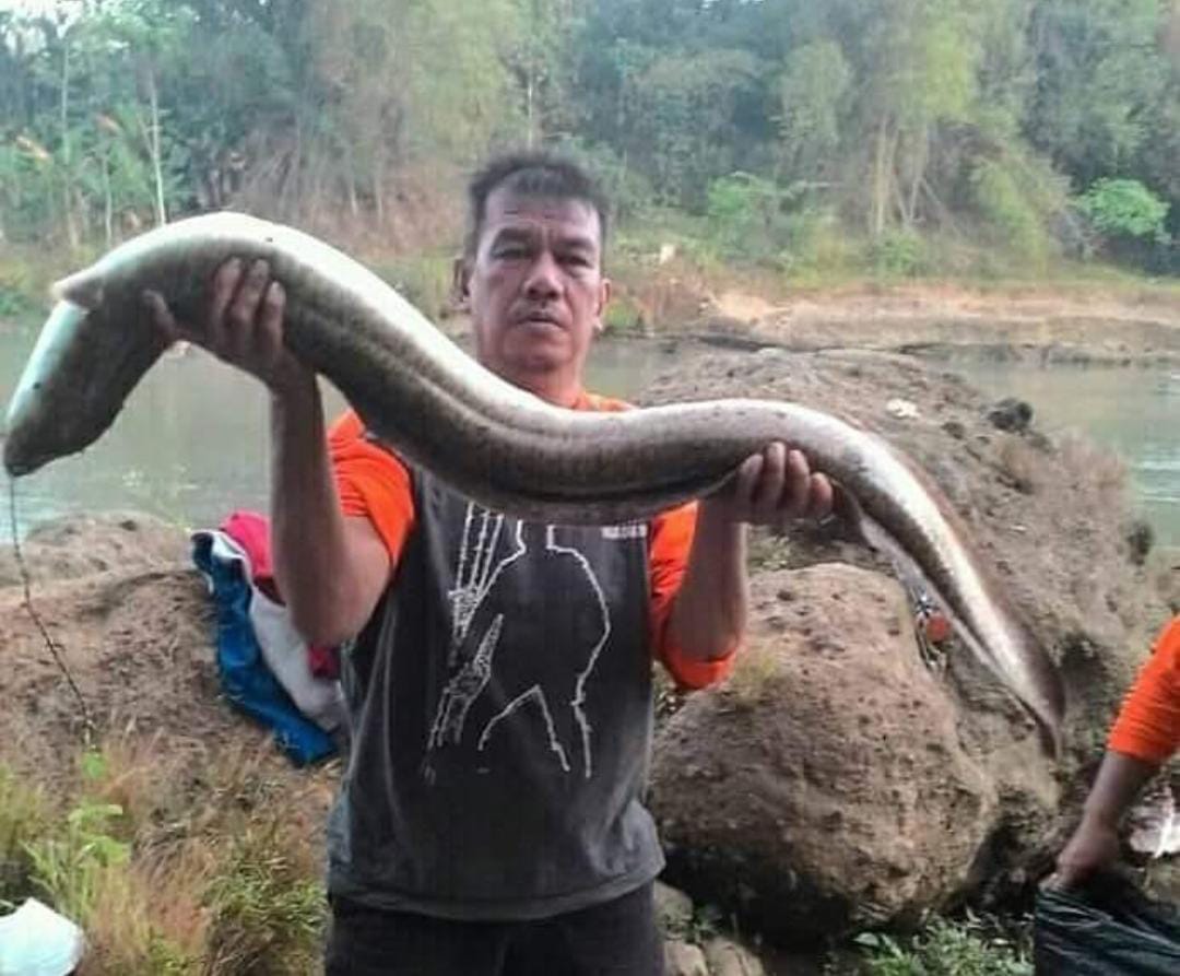 Dijamin Ampuh, Ini 5 Jenis Umpan Memancing Ikan Sidat