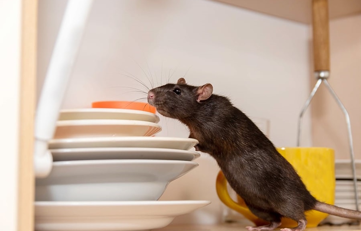 Tips Cara Mengusir Tikus, Praktis dan Ampuh dengan Bahan Alami