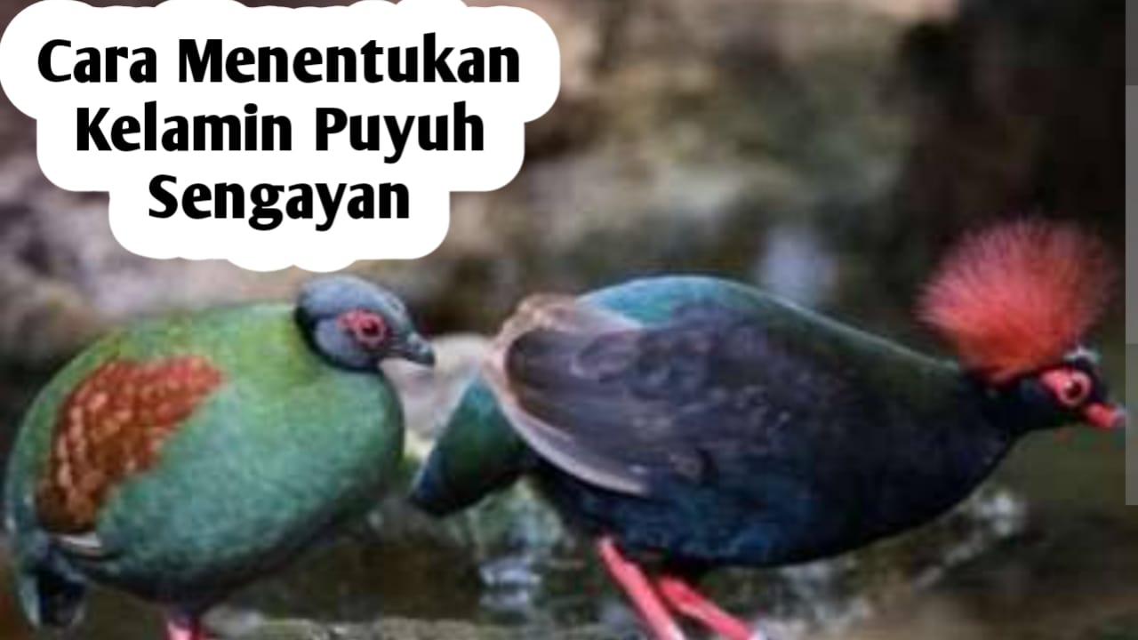 Tips Mengetahui Burung Puyuh Sengayan Jantan dan Betina