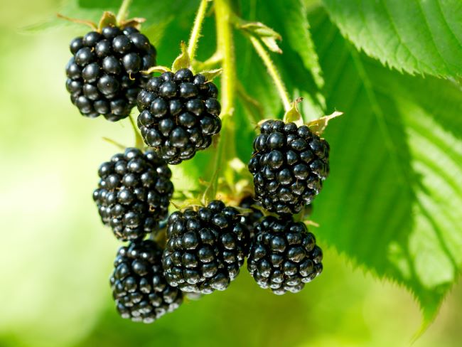 Buah Blackberry, Superfood yang Kaya Vitamin
