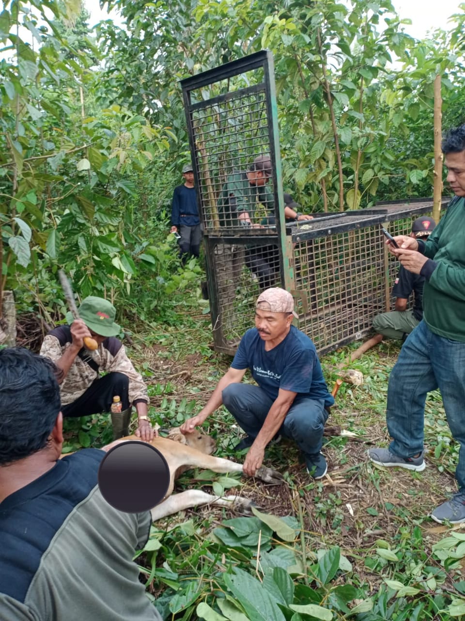 Harimau Sumatera Resahkan Warga di Mukomuko, Masuk Desa dan Makan Ternak