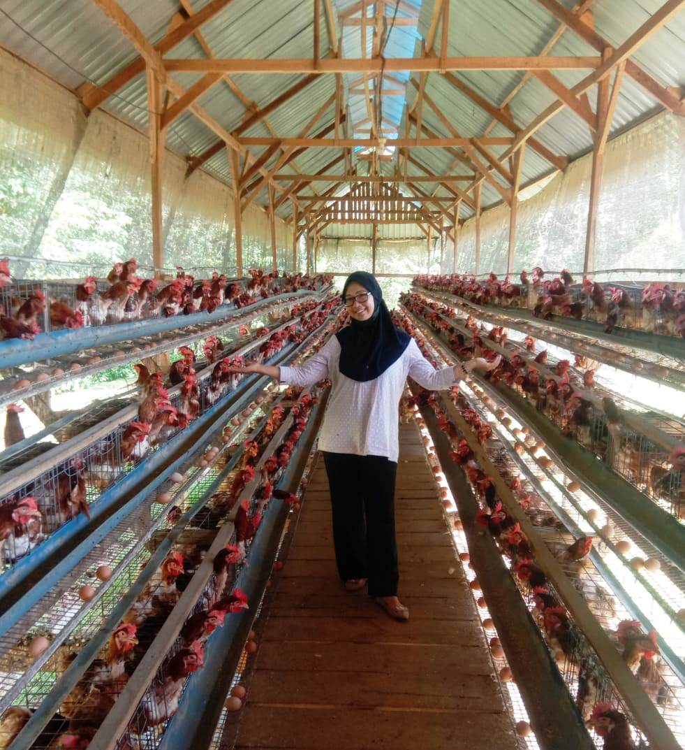 Gunakan 4 Pakan Ini Agar Ayam Cepat Bertelur