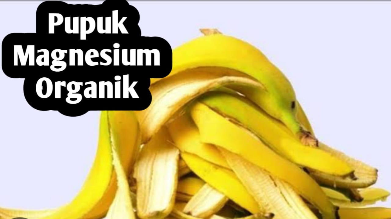 Membuat Pupuk Magnesium Organik dari Kulit Pisang dan Bayam