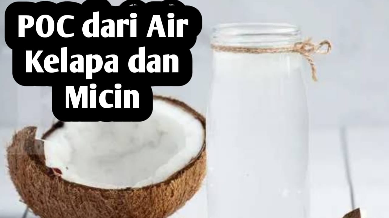 Membuat POC dari Fermentasi Micin dan Air Kelapa