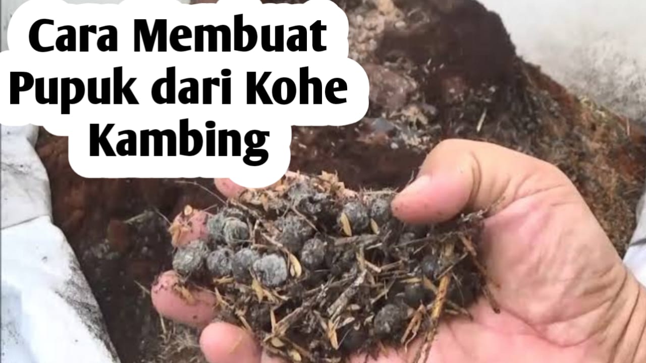 Cara Pembuatan Pupuk Kandang dari Kohe Kambing, Simak Penjelasan Berikut Ini