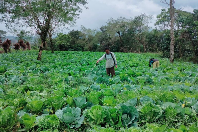 Rejang Lebong Ditetapkan Sebagai Sentra Hortikultura Provinsi Bengkulu