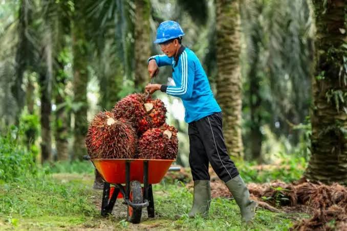 Dukung Pertumbuhan dan Perkembangan UMKM di Pedesaan, Bank KB Bukopin Salurkan KUR Untuk Petani