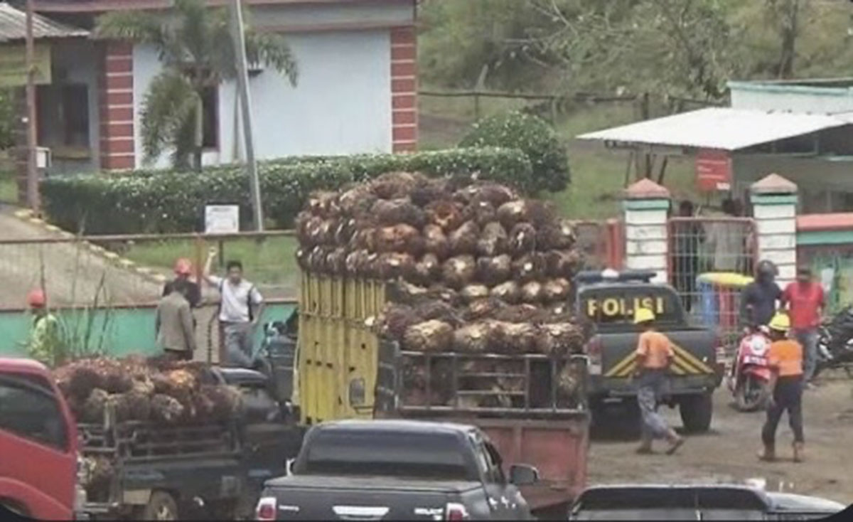 Puluhan Karyawan PT AIP di Seluma Dirumahkan, Perusahaan Hentikan Operasi 31 Maret 2026