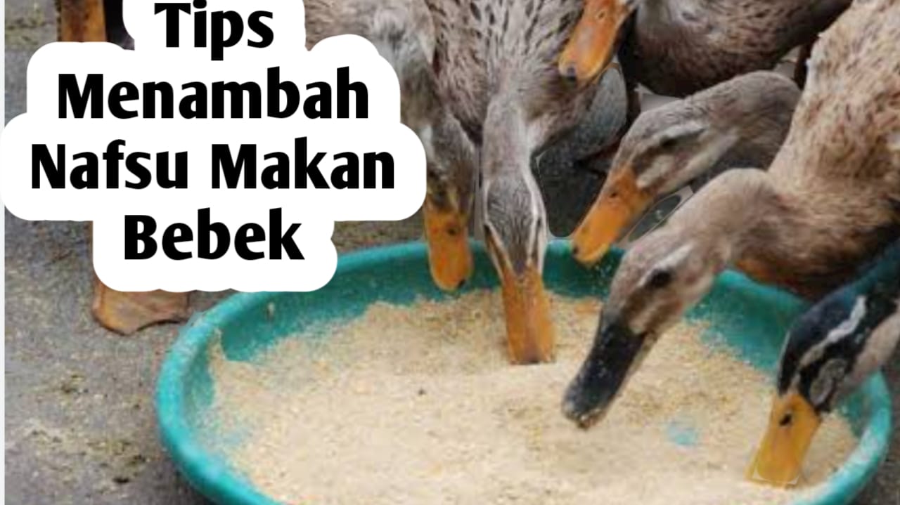 Tips Menambah Nafsu Makan Bebek, Ini 5 Cara  Ampuh