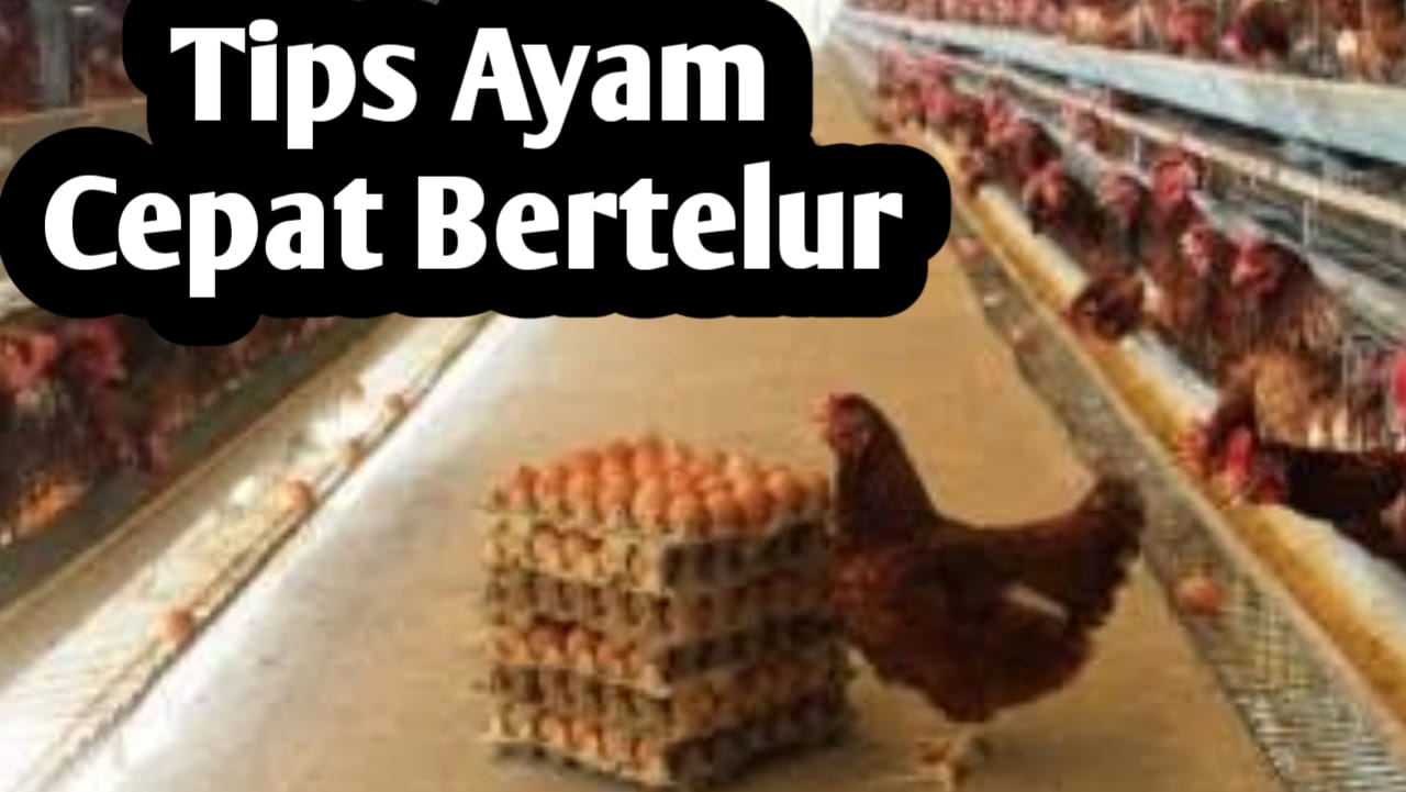 Tips Agar Ayam Cepat Bertelur