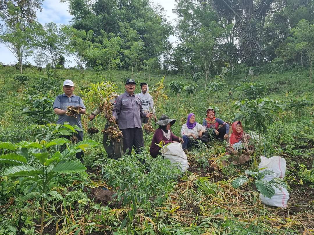 Petani di Rejang Lebong Produksi Jahe 150 Ton 