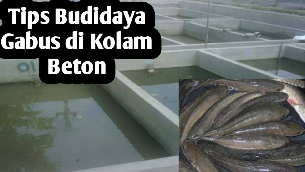 Tips Memulai Budidaya Ikan Gabus di Kolam Beton