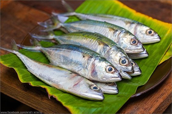 Cegah Berbagai Risiko Penyakit, Kenali Manfaat Ikan Kembung Untuk Kesehatan 