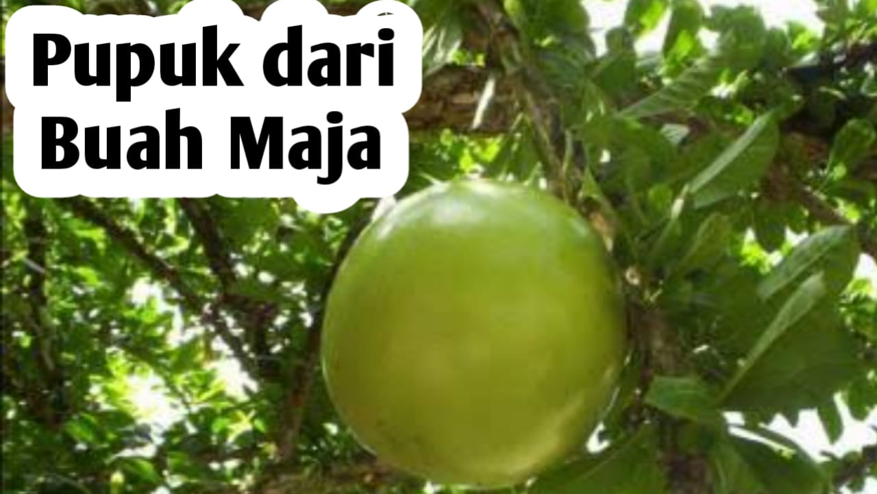 Manfaat Buah Maja, Baik Digunakan untuk Pembuatan Pupuk Organik