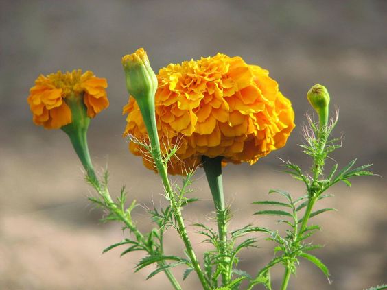 Anti Inflamasi, Kenali 6 Manfaat Bunga Marigold untuk tubuh