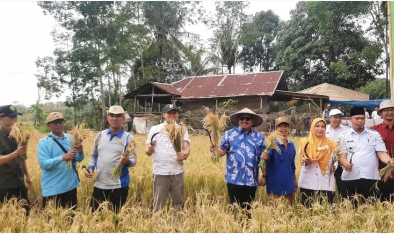 Pj Walikota Bengkulu Ikut Panen Raya Poktan Kelurahan Sidomulyo, Bersyukur Bisa Panen di Musim Kemarau