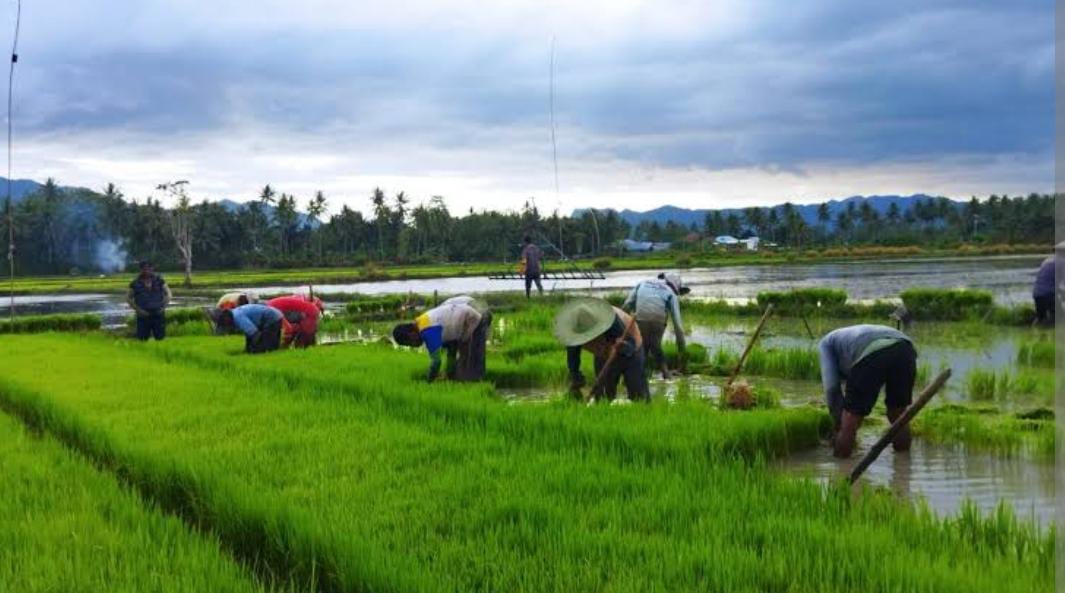 Ratusan Hektare Sawah di Kota Bengkulu Dapat Program Pompanisasi