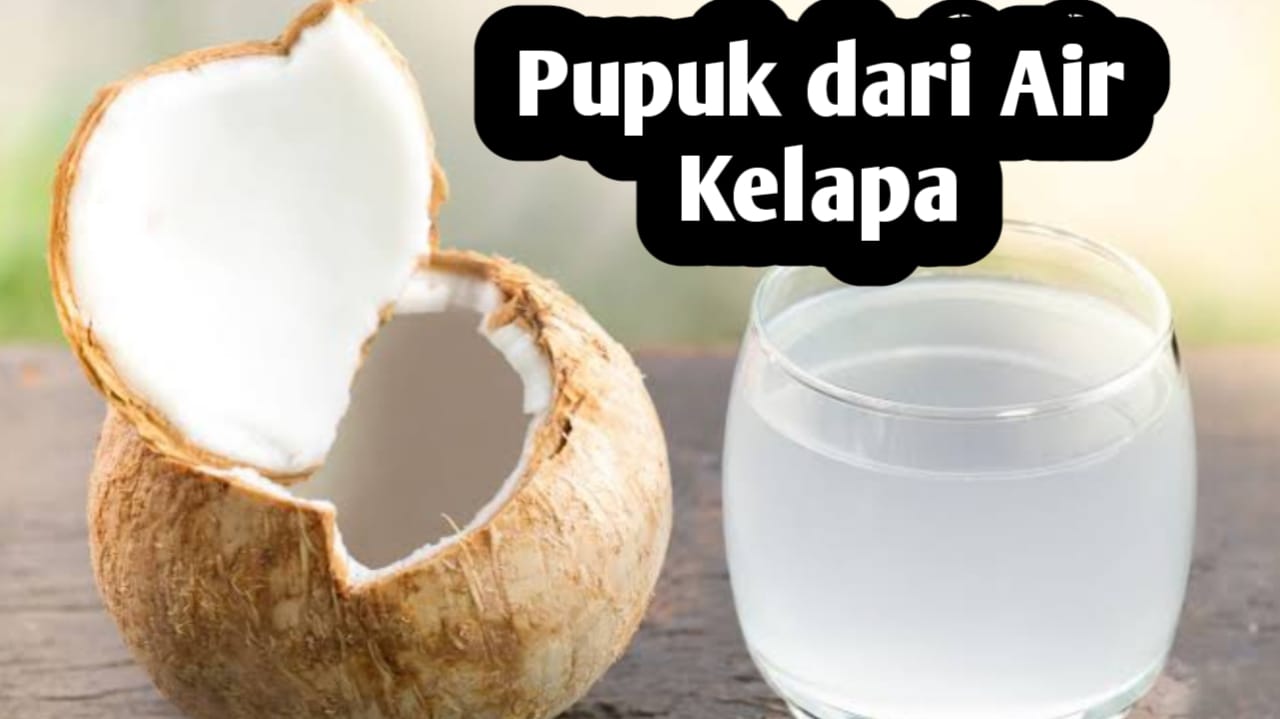 Membuat Pupuk dari Air Kelapa, Ini Manfaatnya Bagi Tanaman