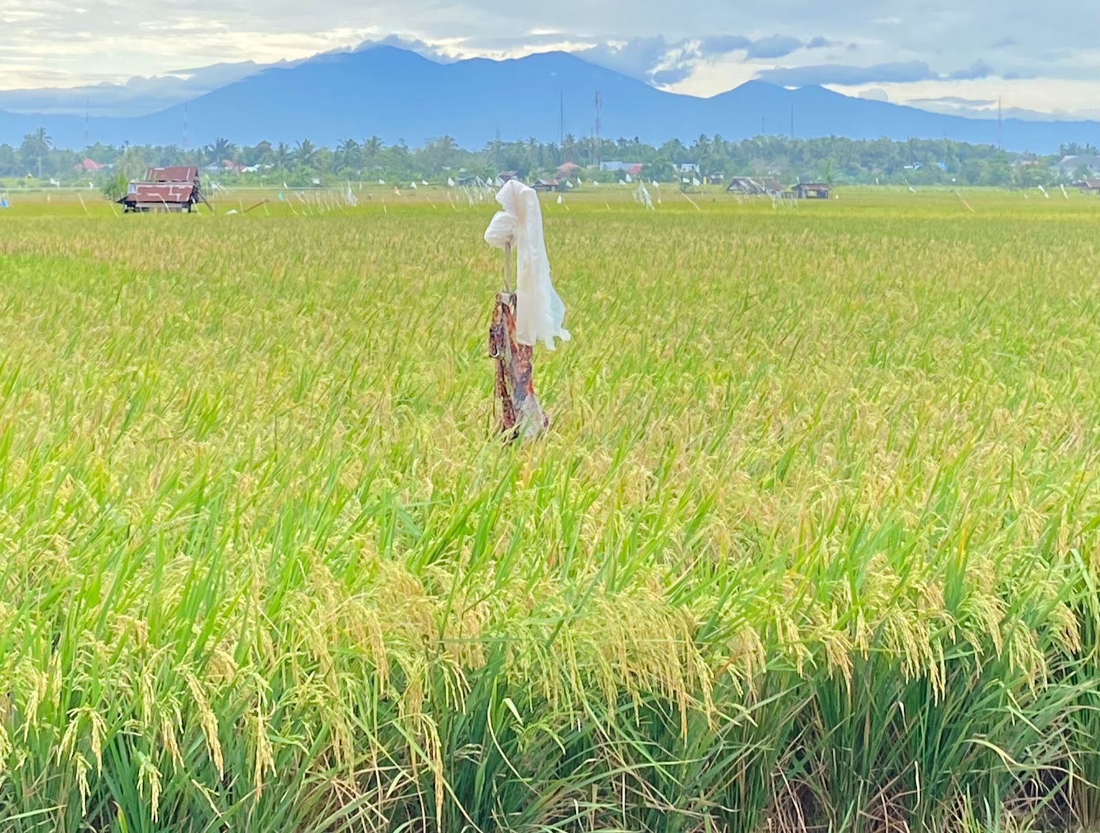 Bengkulu Siap Cetak 2.200 Hektare Sawah Baru, Targetkan Swasembada Beras