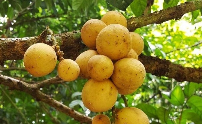 Jarang Terdengar, Ini Dia 7 Manfaat Buah Campolay Untuk Kesehatan