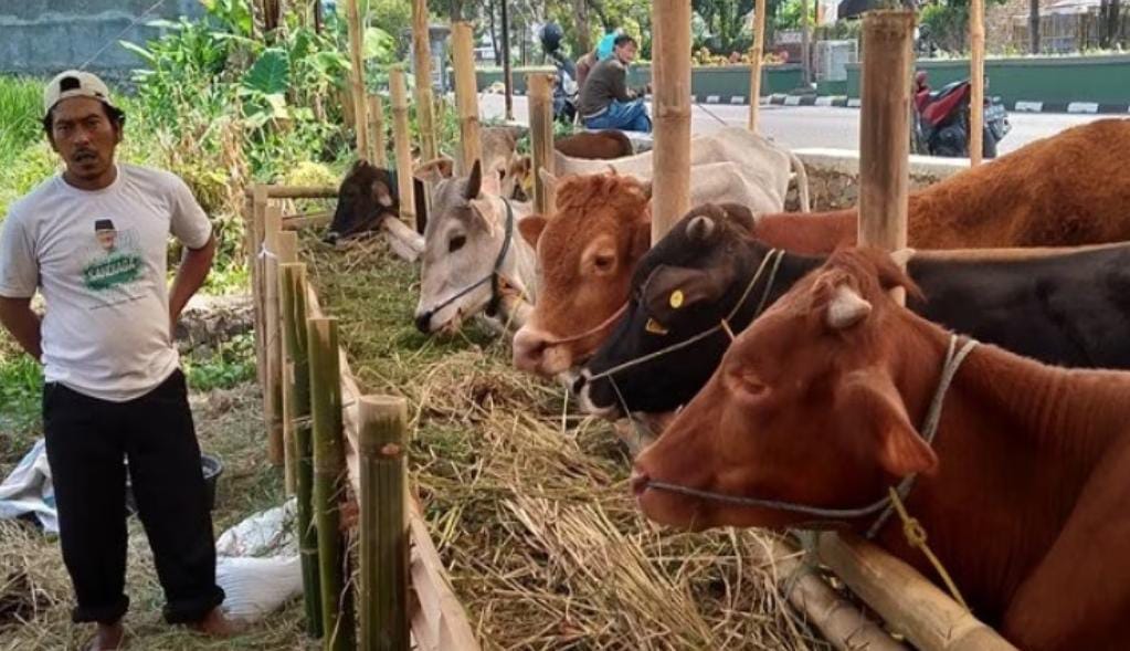 Pemkot Bengkulu Mulai Data Peternak Sapi, Periksa Kesehatan Ternak untuk Kurban