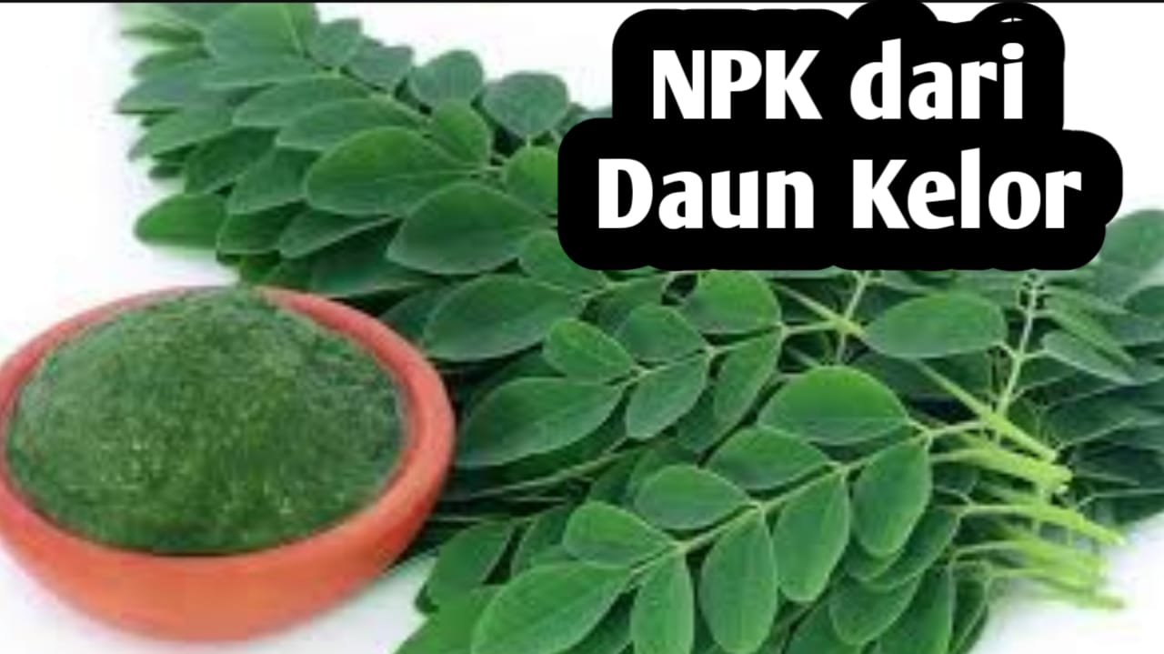 Membuat Pupuk NPK Alami dari Daun Kelor