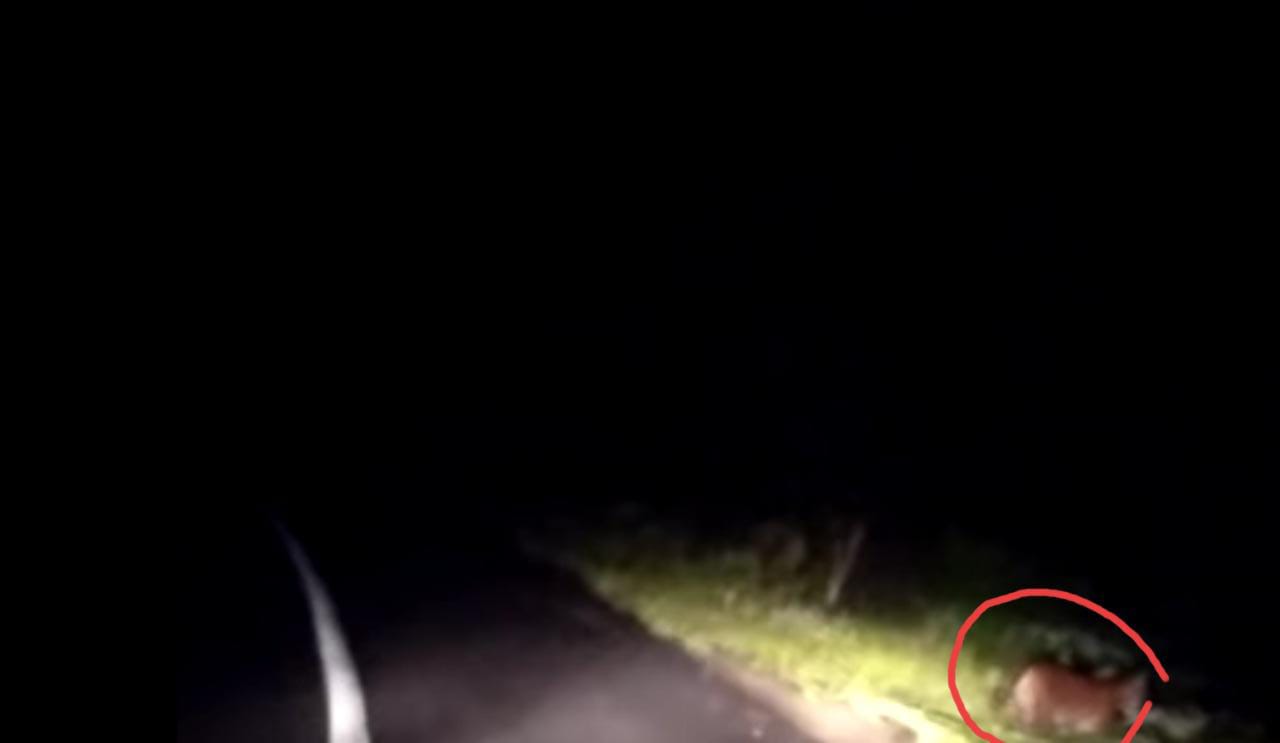 Melintas di Jalan Raya Wilayah Ketenong Lebong, Warga Dihadang Harimau, Ini Videonya