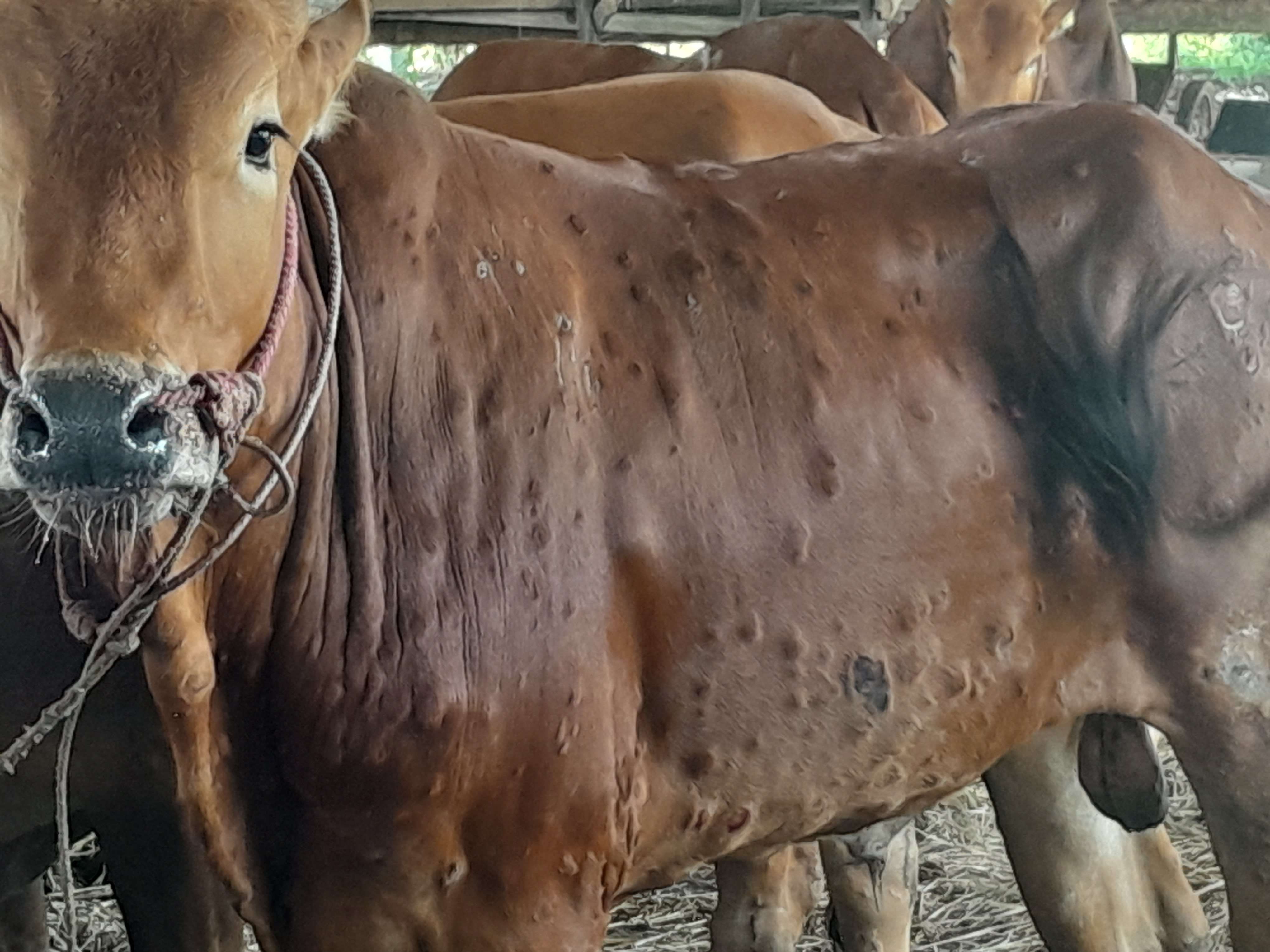 WASPADA! Penyakit Lato-lato Serang Ratusan Sapi 