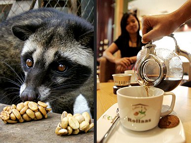 Ini Dia Kopi Termahal di Dunia! Kopi Luwak Nomer Berapa?