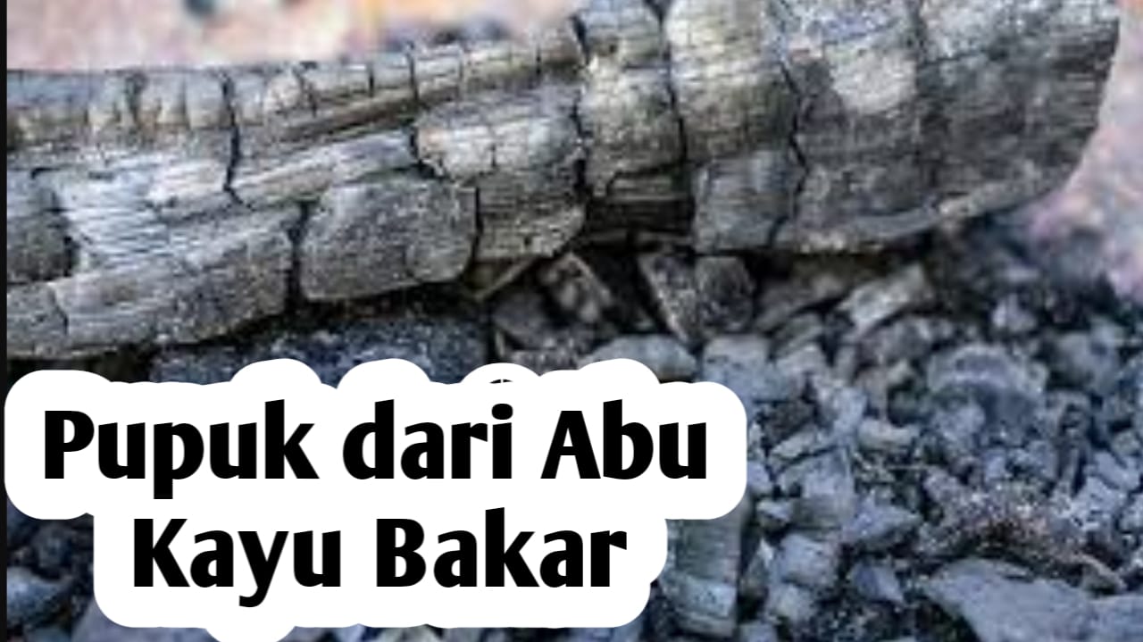 Manfaatkan Abu Kayu Bakar, Baik untuk Pupuk Tanaman